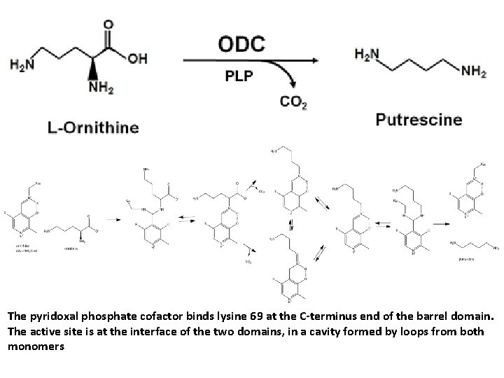 The pyridoxal phosphate cofactor binds lysine 69 at the C-terminus end of the barrel