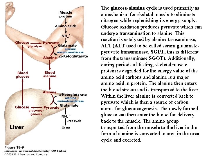 The glucose-alanine cycle is used primarily as a mechanism for skeletal muscle to eliminate