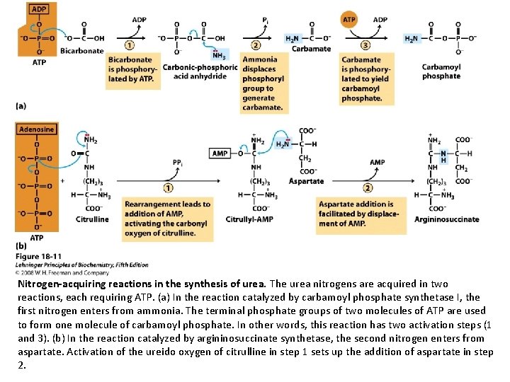 Nitrogen-acquiring reactions in the synthesis of urea. The urea nitrogens are acquired in two