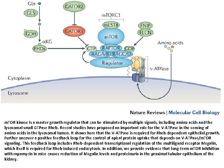 m. TOR kinase is a master growth regulator that can be stimulated by multiple