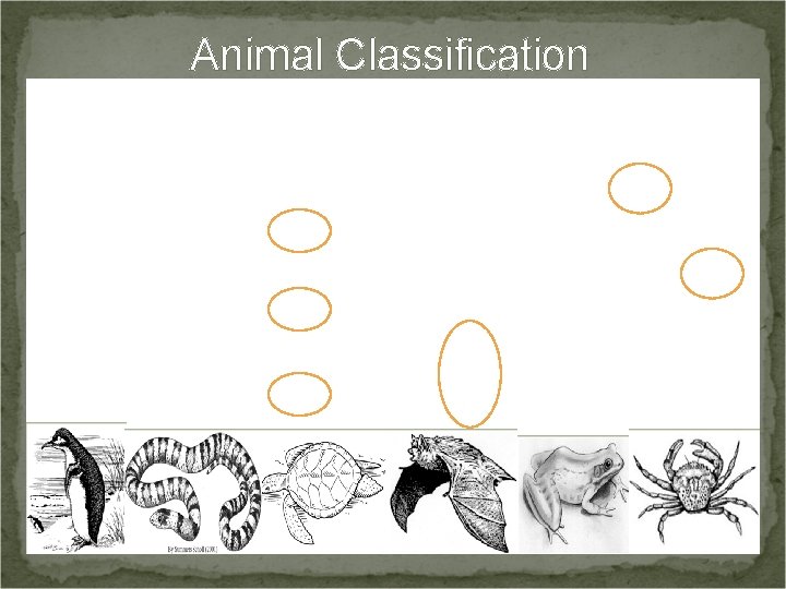 Animal Classification 