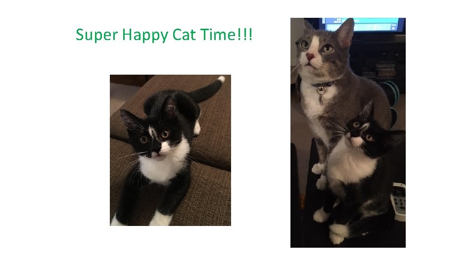 Super Happy Cat Time!!! 