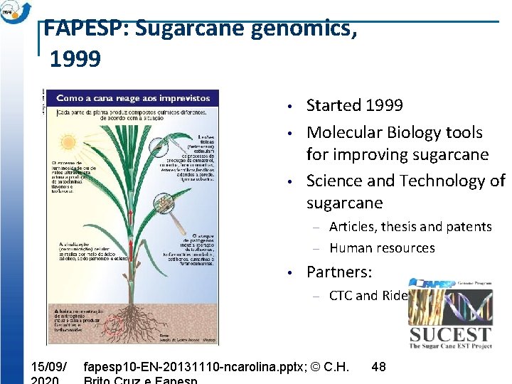 FAPESP: Sugarcane genomics, 1999 • • • Started 1999 Molecular Biology tools for improving