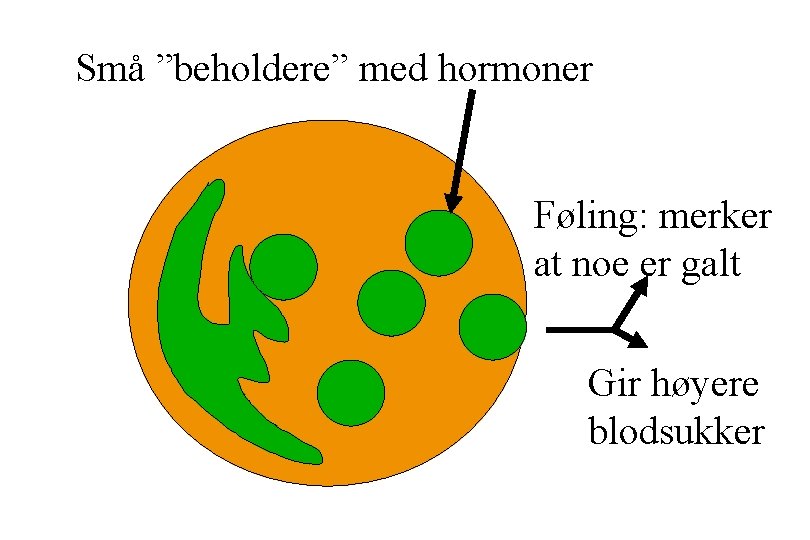 Små ”beholdere” med hormoner Føling: merker at noe er galt Gir høyere blodsukker 