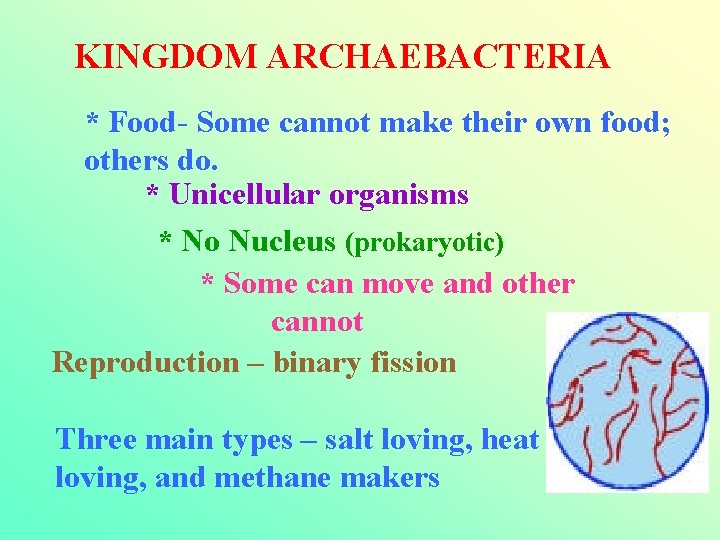 KINGDOM ARCHAEBACTERIA * Food- Some cannot make their own food; others do. * Unicellular