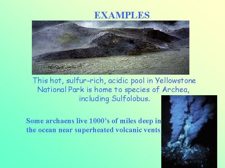 EXAMPLES This hot, sulfur-rich, acidic pool in Yellowstone National Park is home to species