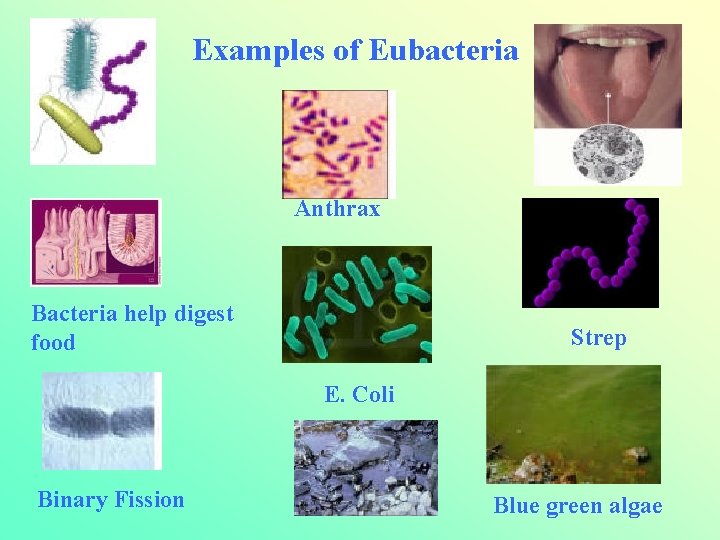 Examples of Eubacteria Anthrax Bacteria help digest food Strep E. Coli Binary Fission Blue