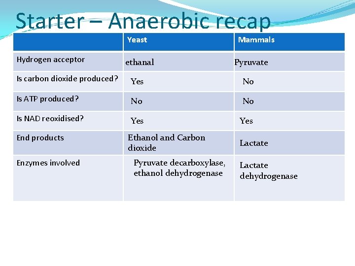 Starter – Anaerobic recap Yeast Hydrogen acceptor ethanal Mammals Pyruvate Is carbon dioxide produced?