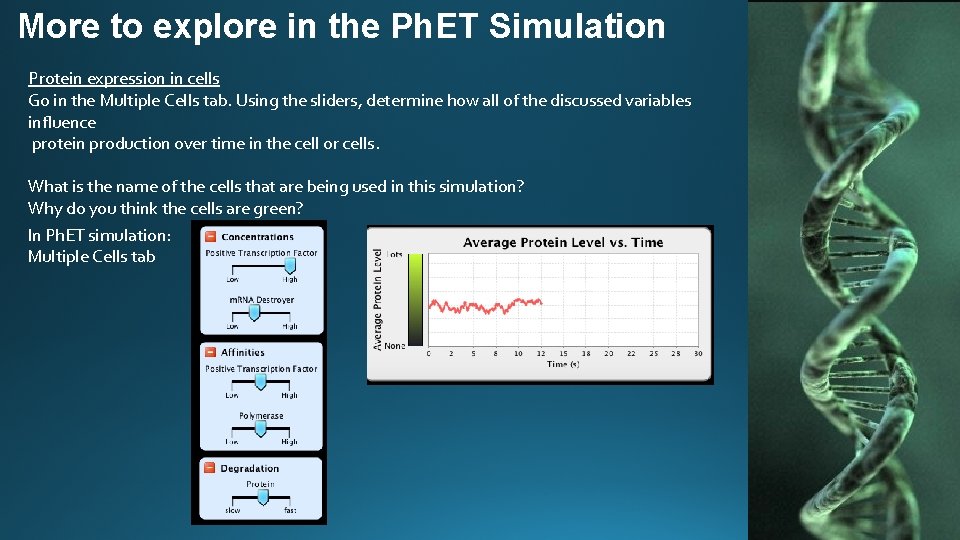 More to explore in the Ph. ET Simulation Protein expression in cells Go in