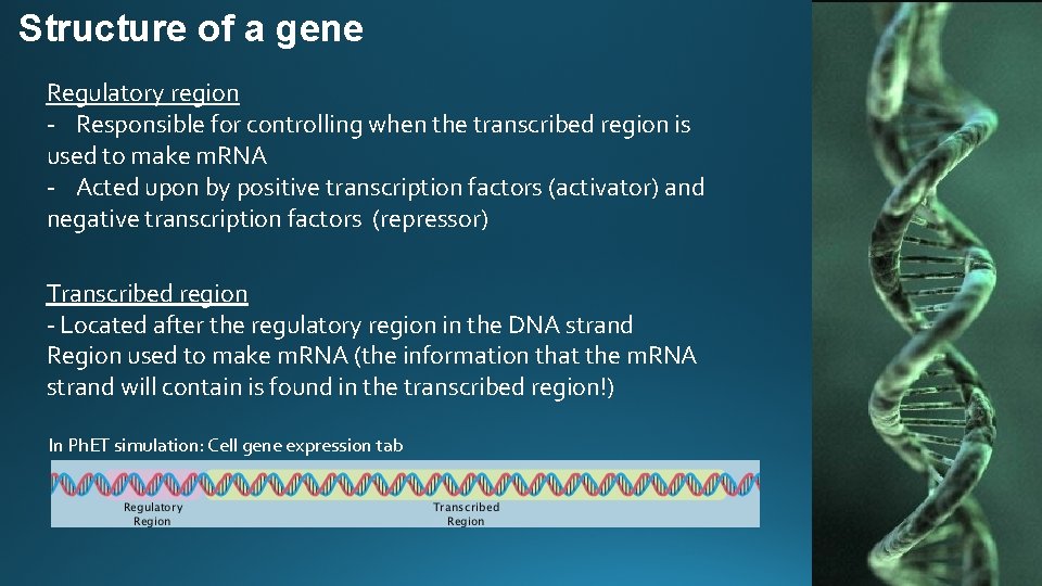 Structure of a gene Regulatory region - Responsible for controlling when the transcribed region