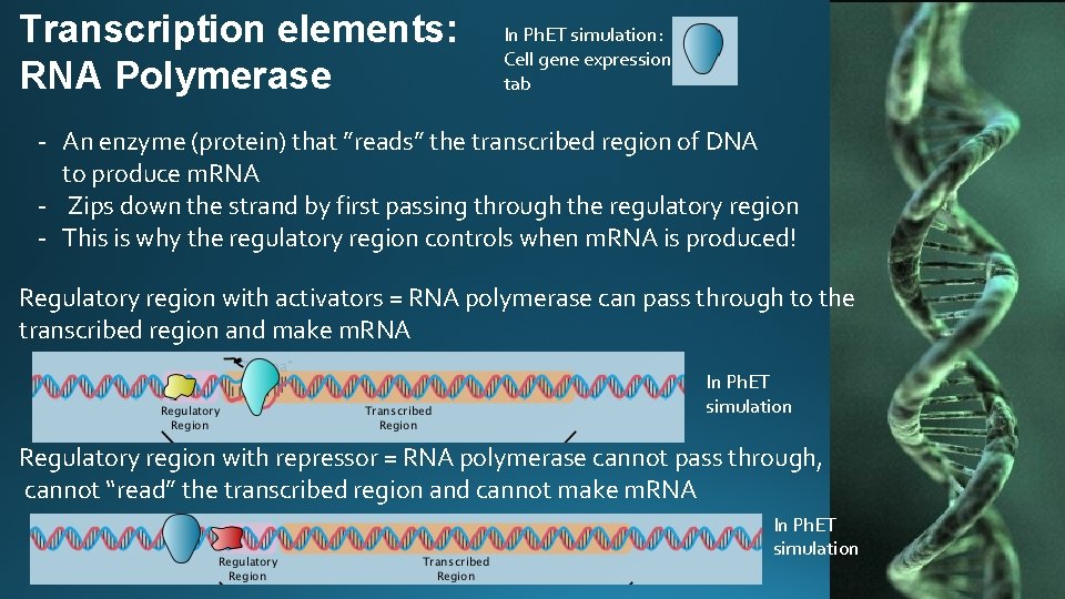 Transcription elements: RNA Polymerase In Ph. ET simulation: Cell gene expression tab - An