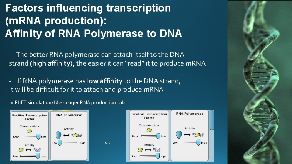Factors influencing transcription (m. RNA production): Affinity of RNA Polymerase to DNA - The