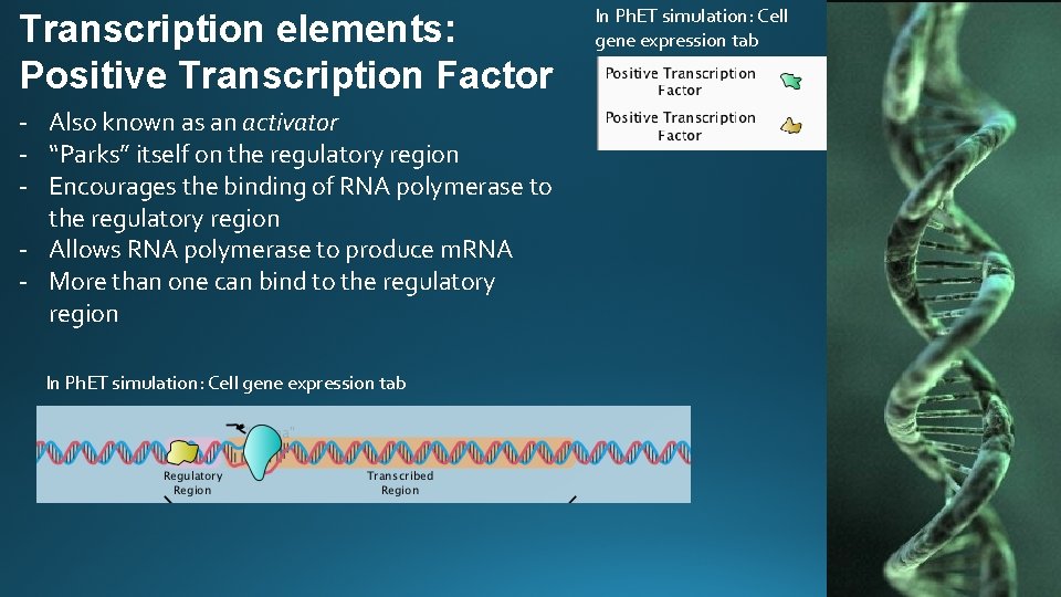 Transcription elements: Positive Transcription Factor - Also known as an activator - “Parks” itself