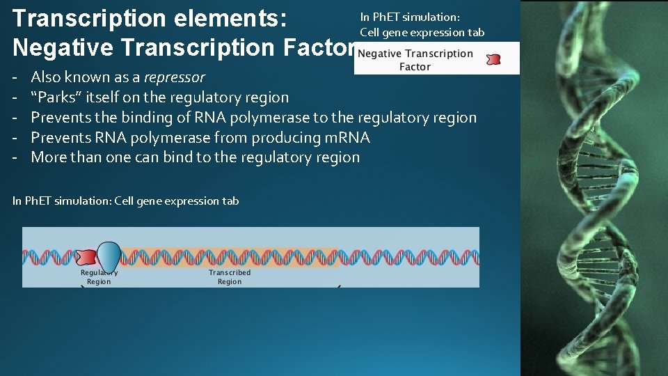 In Ph. ET simulation: Transcription elements: Cell gene expression tab Negative Transcription Factor -