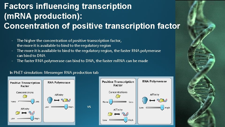 Factors influencing transcription (m. RNA production): Concentration of positive transcription factor - The higher