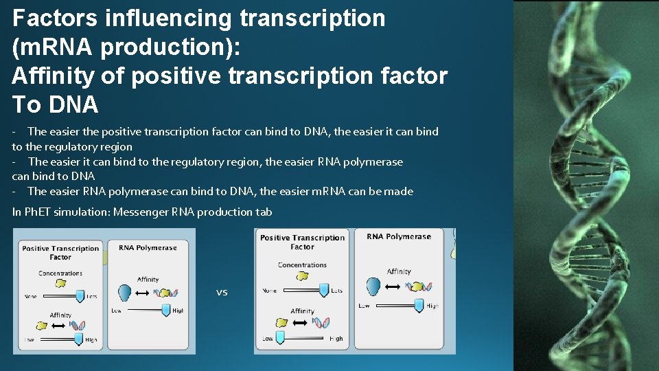 Factors influencing transcription (m. RNA production): Affinity of positive transcription factor To DNA -
