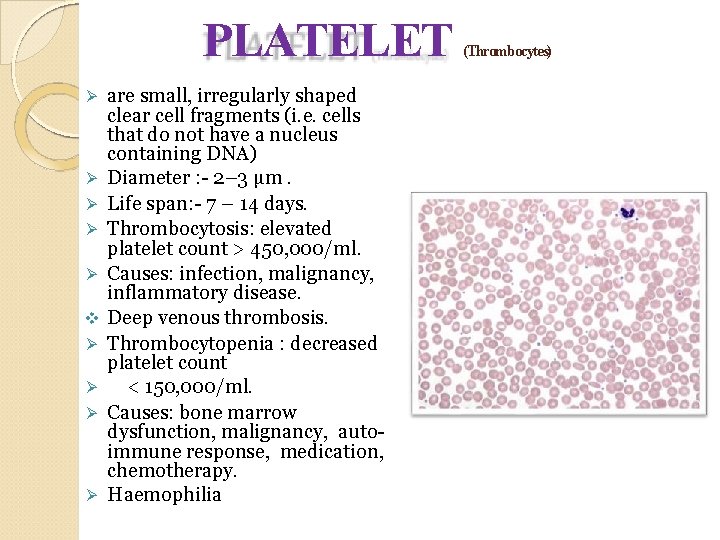 PLATELET are small, irregularly shaped clear cell fragments (i. e. cells that do not