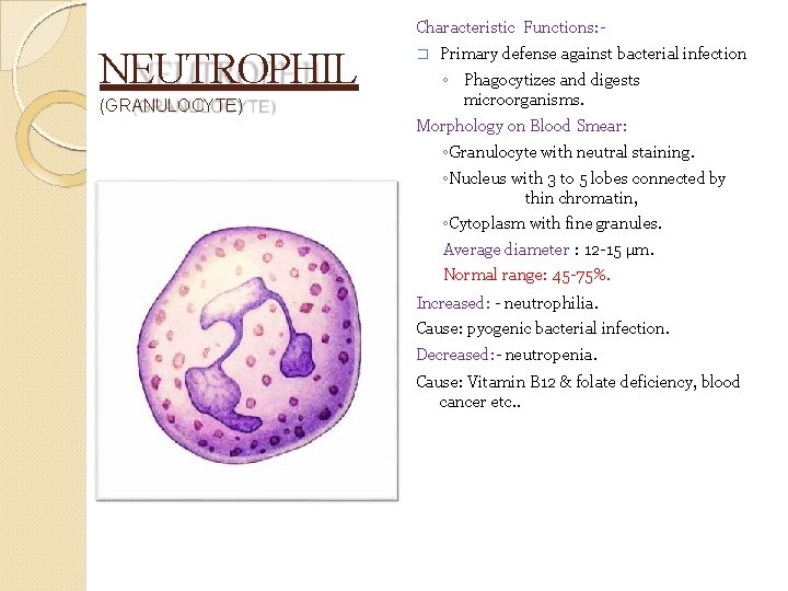 Characteristic Functions: - NEUTROPHIL (GRANULOCYTE) � Primary defense against bacterial infection ◦ Phagocytizes and