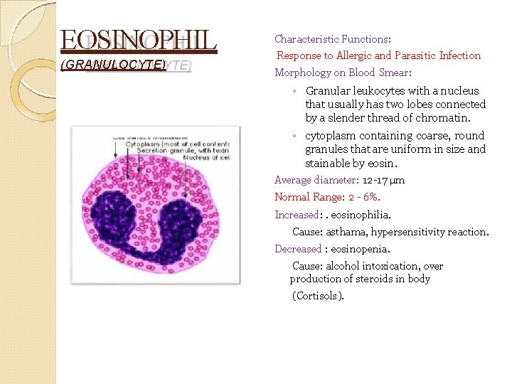 EOSINOPHIL (GRANULOCYTE) Characteristic Functions: Response to Allergic and Parasitic Infection Morphology on Blood Smear: