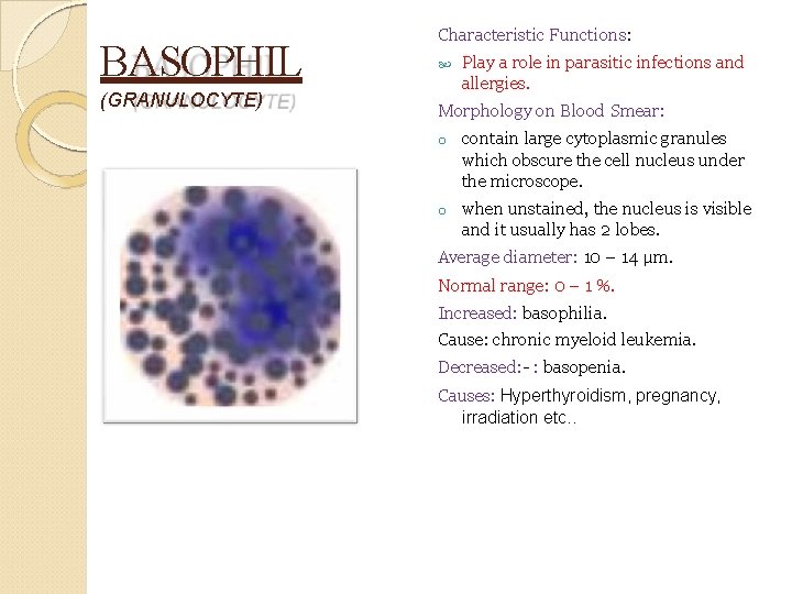 BASOPHIL (GRANULOCYTE) Characteristic Functions: Play a role in parasitic infections and allergies. Morphology on