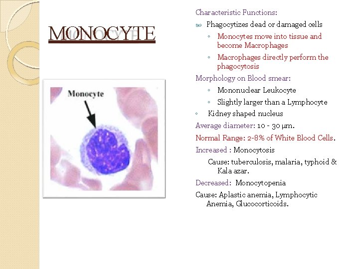Characteristic Functions: MONOCYTE Phagocytizes dead or damaged cells ◦ Monocytes move into tissue and
