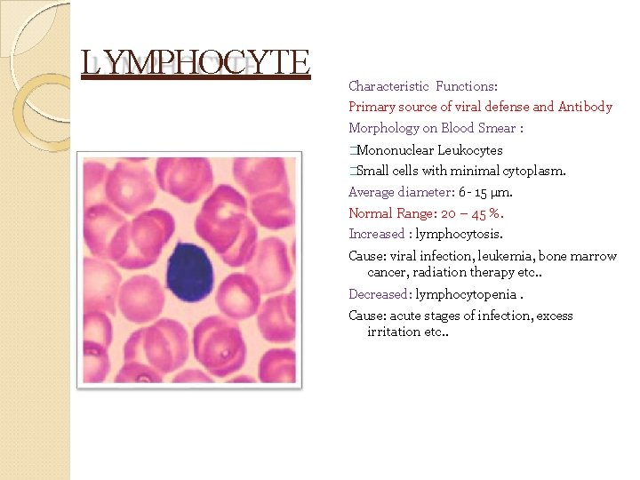 LYMPHOCYTE Characteristic Functions: Primary source of viral defense and Antibody Morphology on Blood Smear