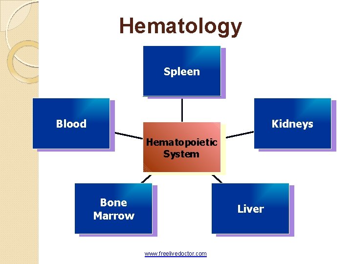 Hematology Spleen Blood Kidneys Hematopoietic System Bone Marrow Liver www. freelivedoctor. com 