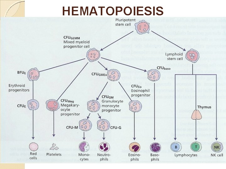 HEMATOPOIESIS 