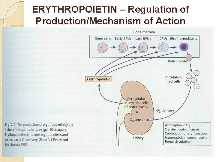 ERYTHROPOIETIN – Regulation of Production/Mechanism of Action 