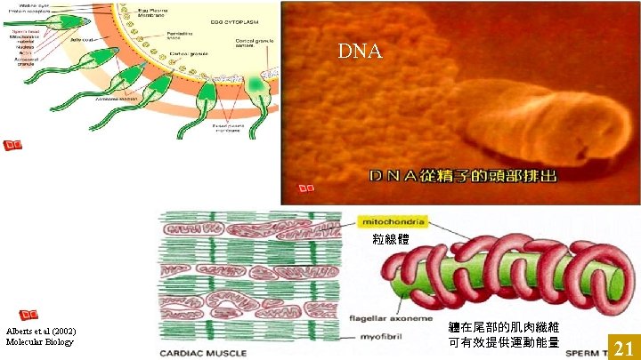 DNA 只有染色體 DNA 進入 粒線體呢？ Alberts et al (2002) Molecular Biology of the Cell