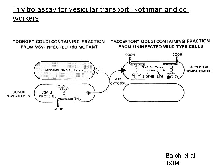 In vitro assay for vesicular transport: Rothman and coworkers Balch et al. 