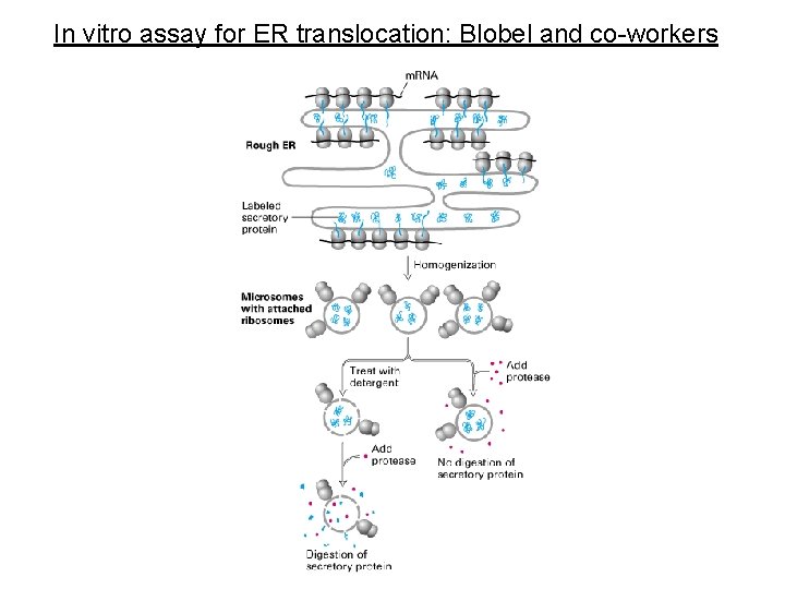 In vitro assay for ER translocation: Blobel and co-workers 