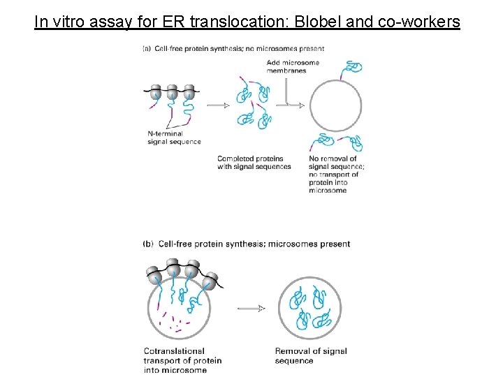 In vitro assay for ER translocation: Blobel and co-workers 