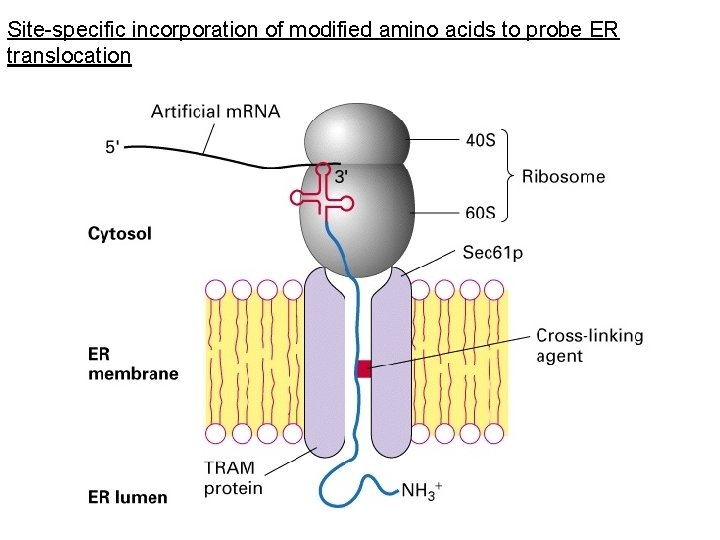 Site-specific incorporation of modified amino acids to probe ER translocation 