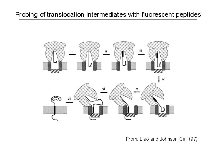 Probing of translocation intermediates with fluorescent peptides From: Liao and Johnson Cell (97) 