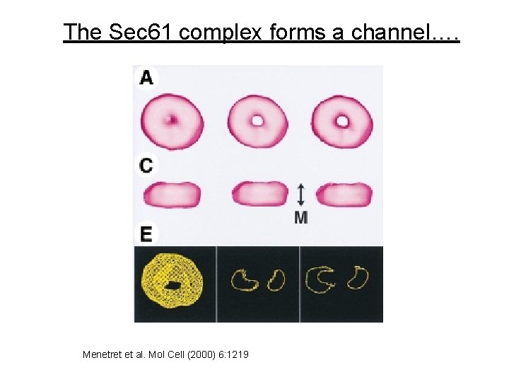 The Sec 61 complex forms a channel…. Menetret et al. Mol Cell (2000) 6: