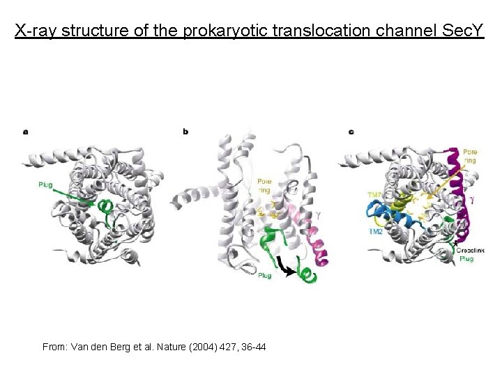 X-ray structure of the prokaryotic translocation channel Sec. Y From: Van den Berg et