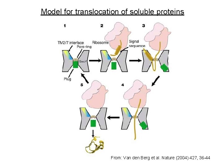 Model for translocation of soluble proteins From: Van den Berg et al. Nature (2004)