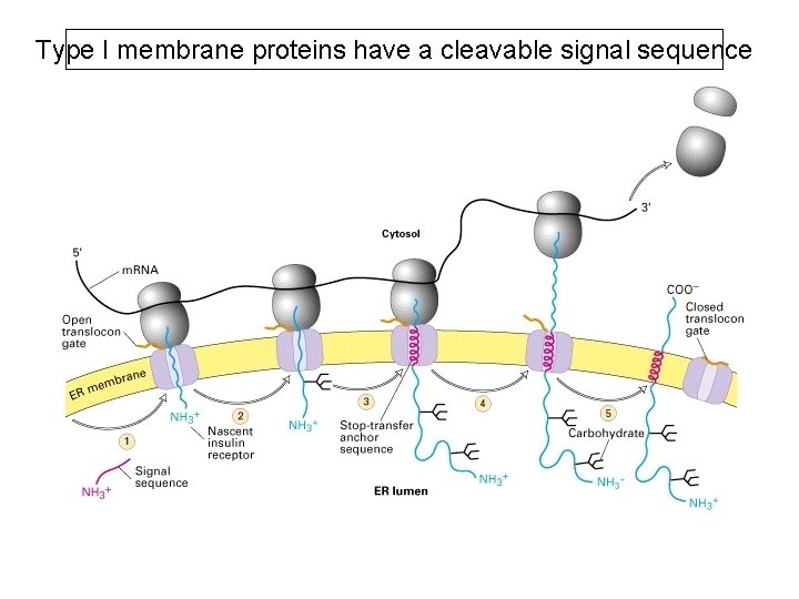 Type I membrane proteins have a cleavable signal sequence 