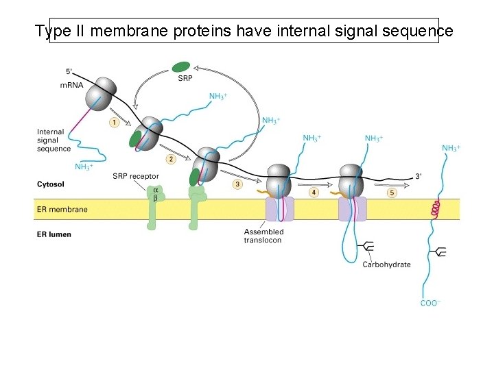 Type II membrane proteins have internal signal sequence 