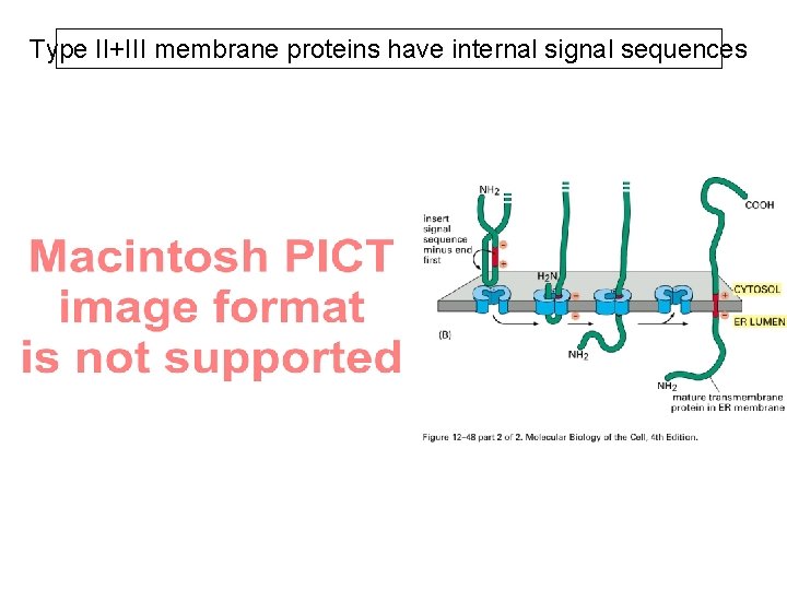 Type II+III membrane proteins have internal signal sequences 