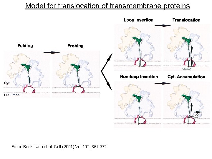 Model for translocation of transmembrane proteins From: Beckmann et al. Cell (2001) Vol 107,