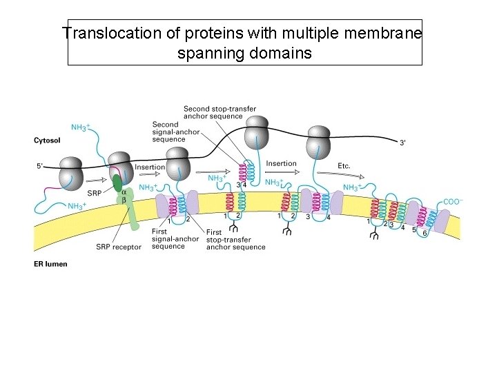 Translocation of proteins with multiple membrane spanning domains 