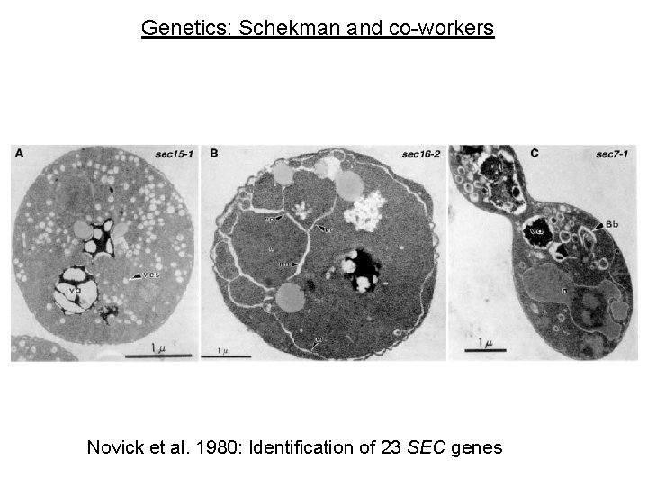 Genetics: Schekman and co-workers Novick et al. 1980: Identification of 23 SEC genes 