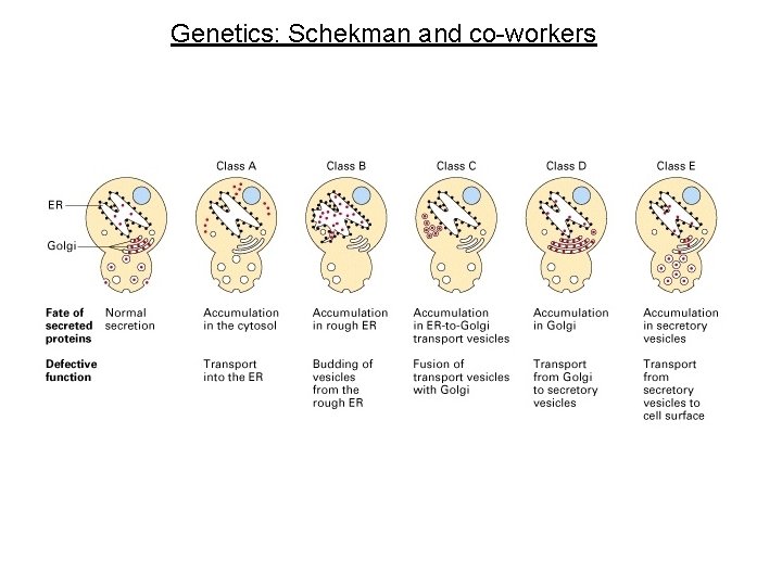 Genetics: Schekman and co-workers 
