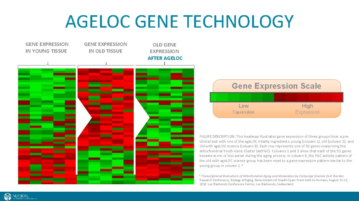AGELOC GENE TECHNOLOGY GENE EXPRESSION IN YOUNG TISSUE GENE EXPRESSION IN OLD TISSUE OLD