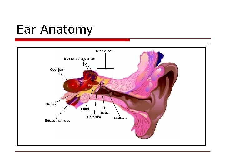 Ear Anatomy 