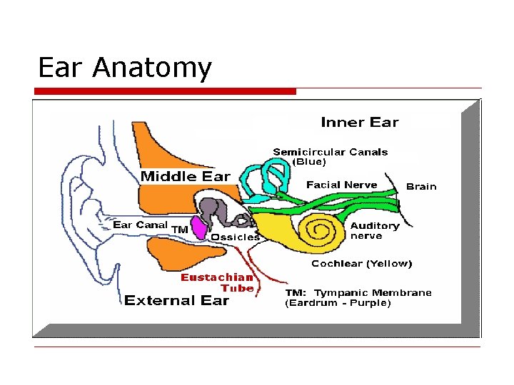 Ear Anatomy 