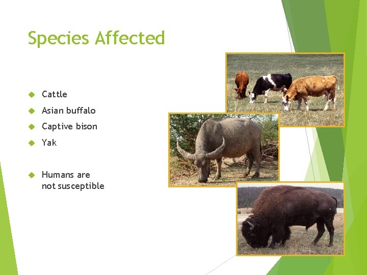 Species Affected Cattle Asian buffalo Captive bison Yak Humans are not susceptible 