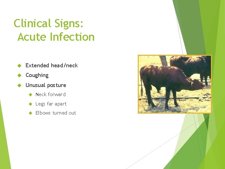 Clinical Signs: Acute Infection Extended head/neck Coughing Unusual posture Neck forward Legs far apart